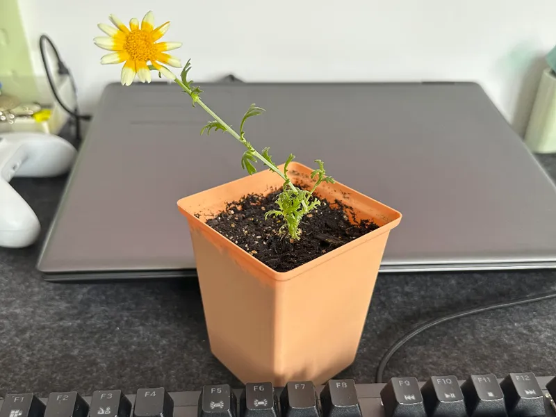 reGreen Square pot