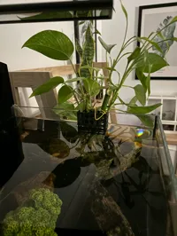 Jardinière suspendue pour aquarium — photo 1