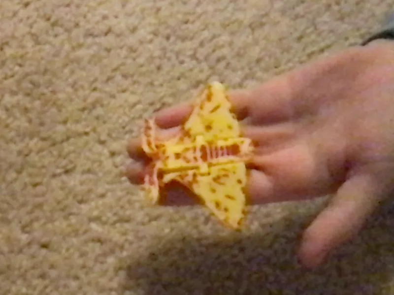Flexi December Moth