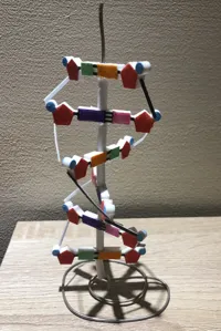 Modèle de molécule d'ADN pédagogique — photo 2