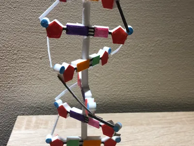 DNA model (dna model for biology project)