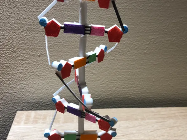Modèle de molécule d'ADN pédagogique