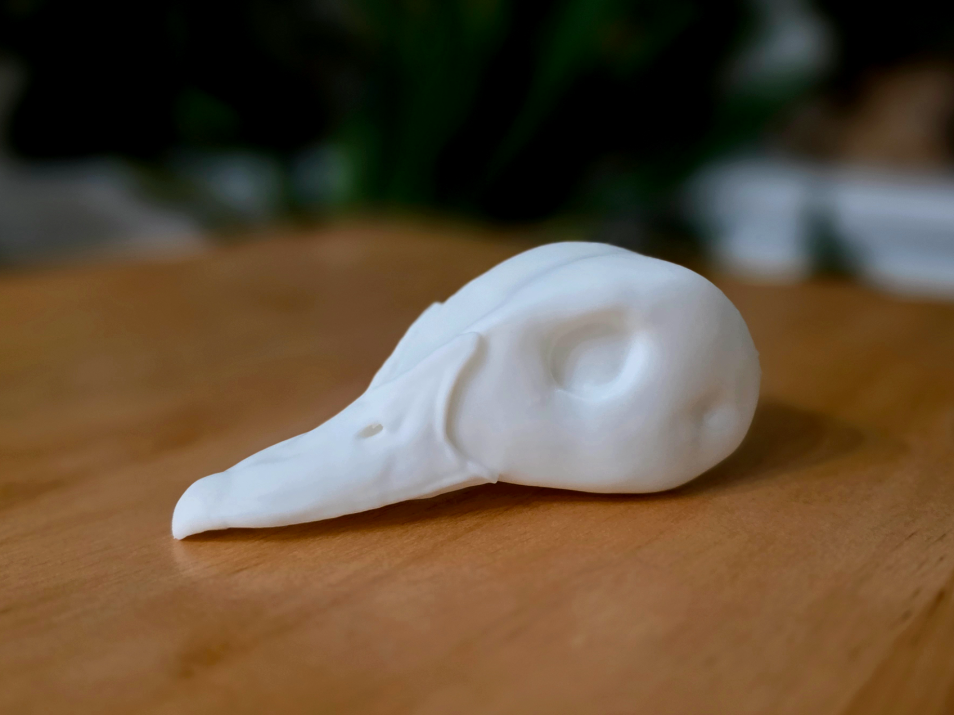 Duck Head - Wood Duck - Taxidermy