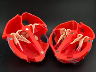 Anatomically Correct Magnetic Human Heart 4-Color