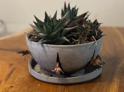 Design bowl