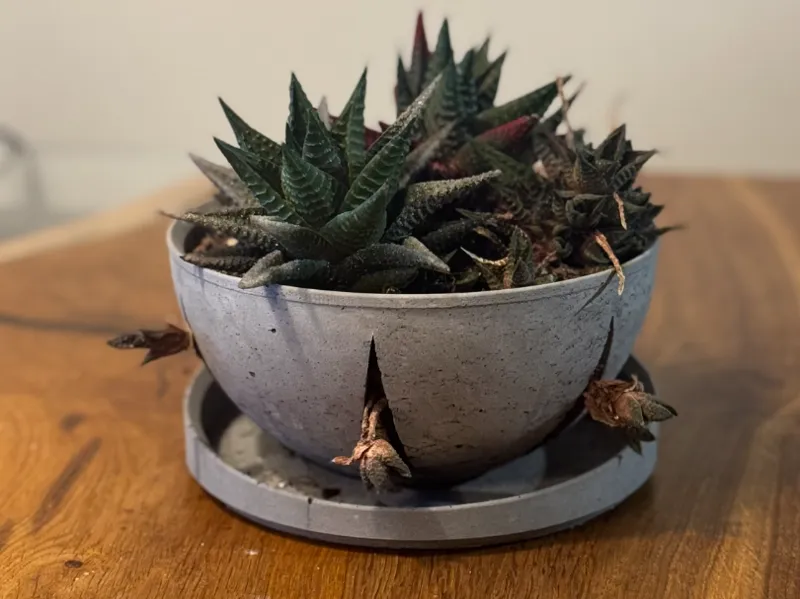 Design bowl