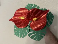 Anthurium flower - 1 plate 3 colors