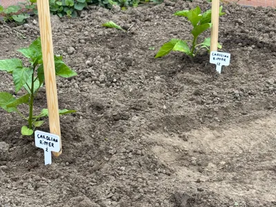garden markers for vegetables labels