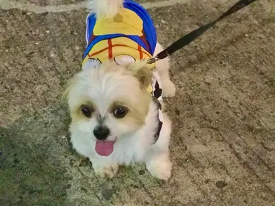 Shih Tzu - Customized