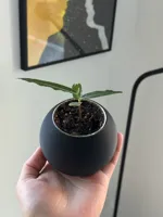 Pot de plante boule minimaliste — photo 2