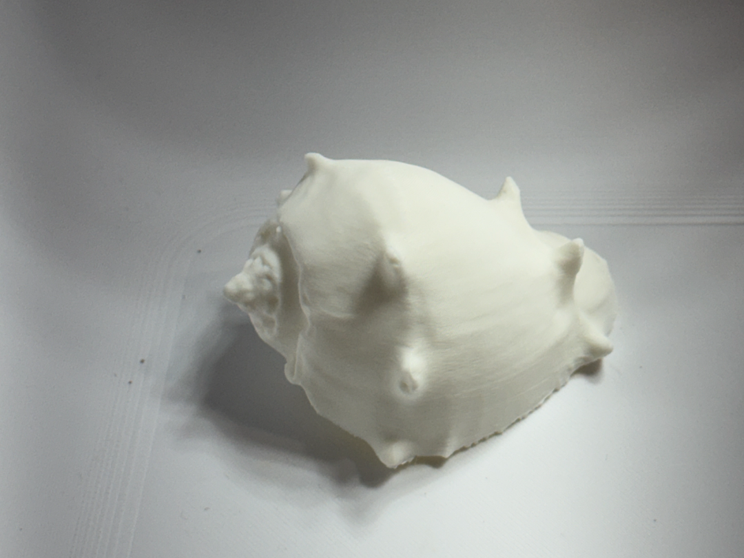 Real Seashell 3D scan- Conch-Gastropod
