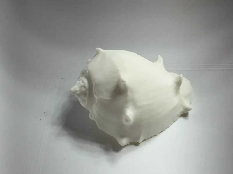 Real Seashell 3D scan- Conch-Gastropod