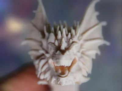 Articulated Dragon