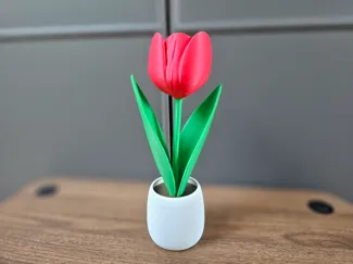 Tulip in a flower pot