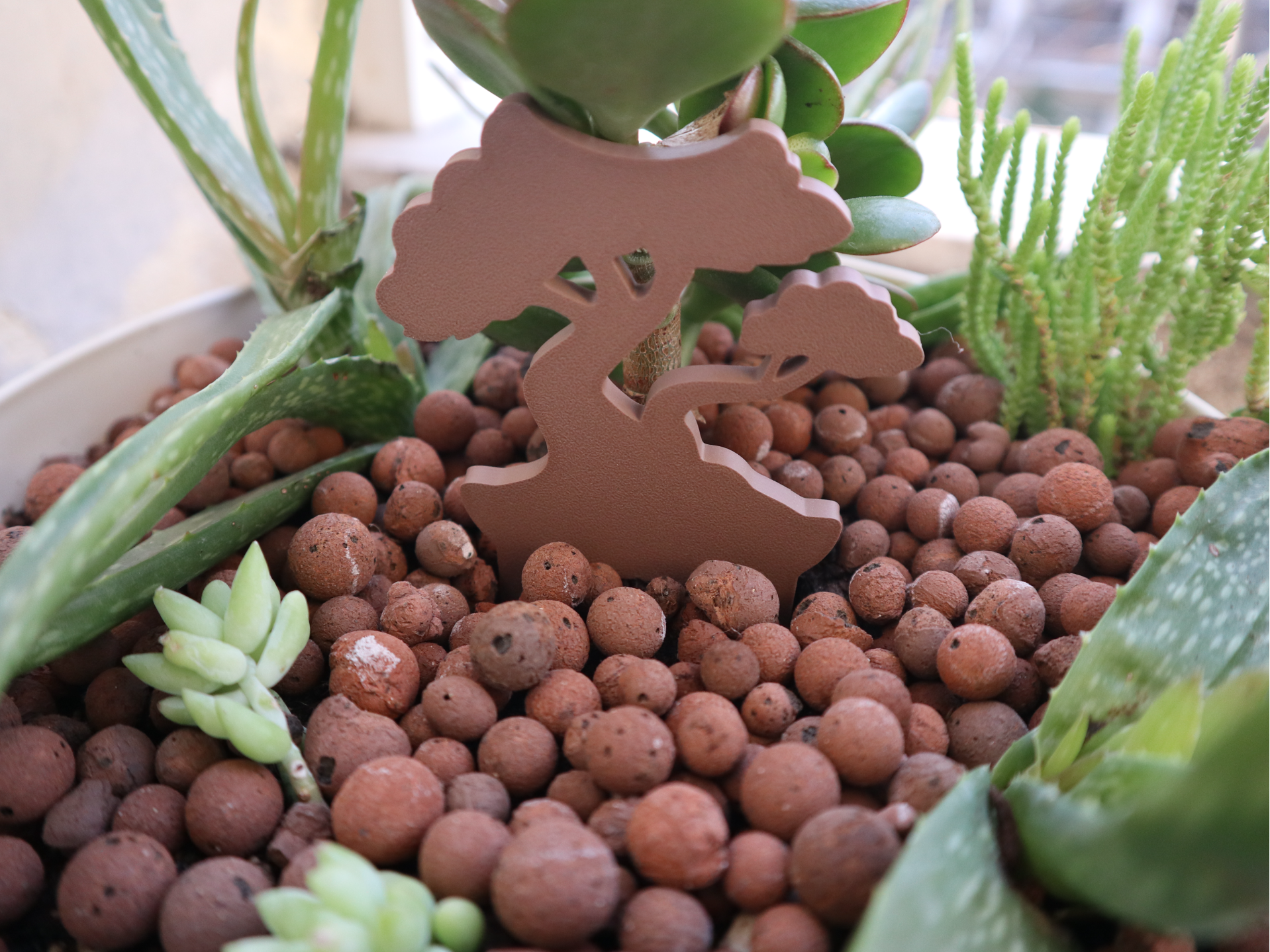 Bonsai Inspired Succulent Growth Guide-Set of 4