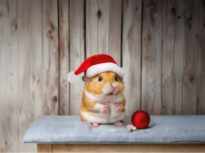Mouse with Christmas Hat