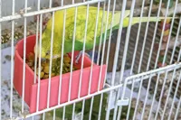 Mangeoire ronde pour cage à oiseaux — photo 2
