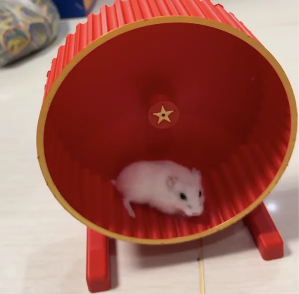 https://makerworld.bblmw.com/makerworld/model/US3830b039476de8/design/2024-06-13_4b823911a7a3c.png