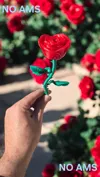 Decorative Roses and Stem Sizes