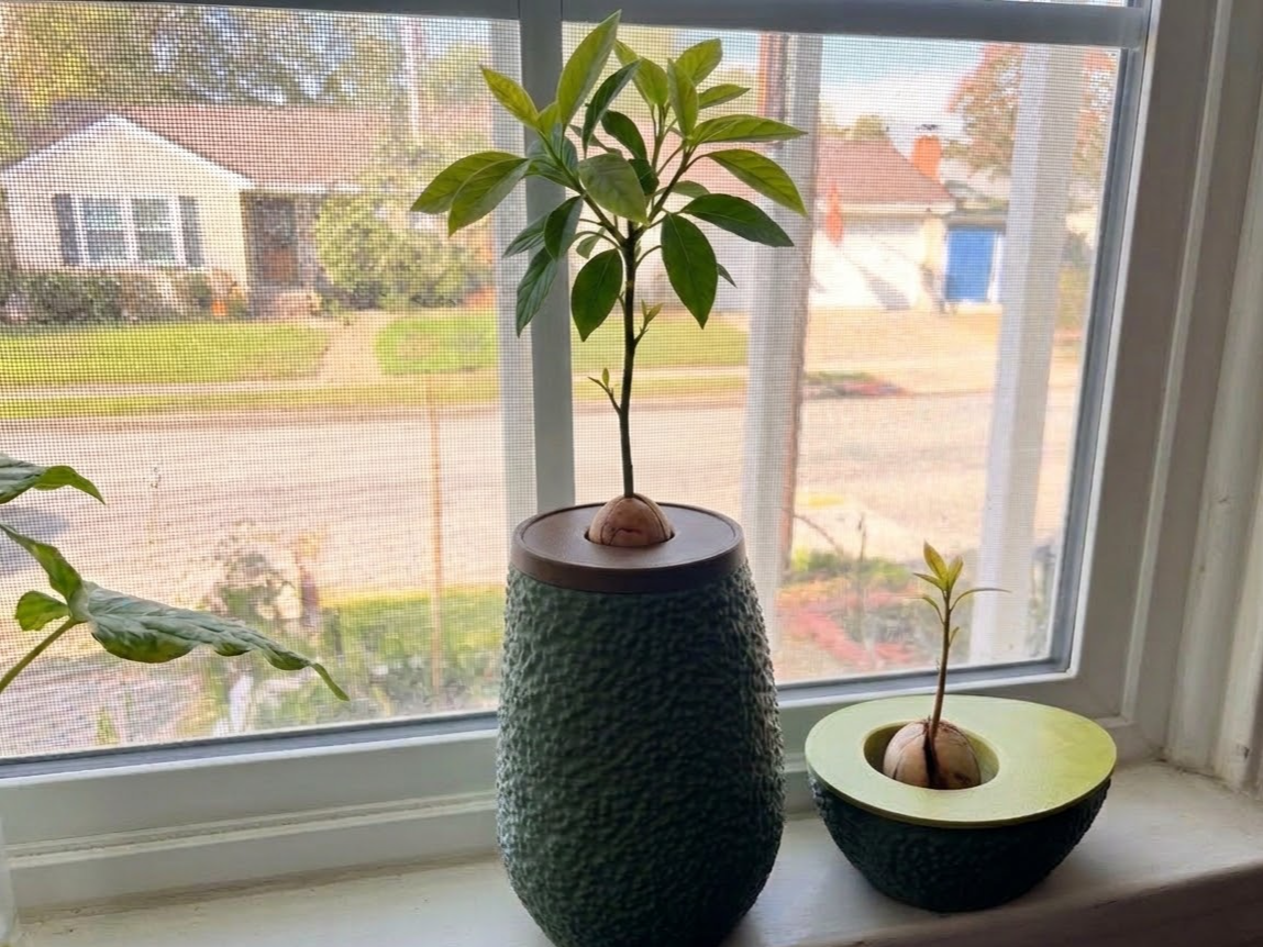 Avocado Pit Sprouting Vase – No Toothpicks 3D model