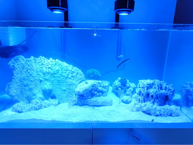 Easy Print Protein Skimmer Silencer