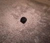 Dice