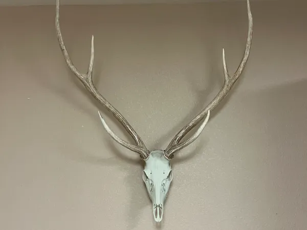 https://makerworld.bblmw.com/makerworld/model/US38b1895c78189d/design/2025-12-18_36c913a03ca4f.jpg
