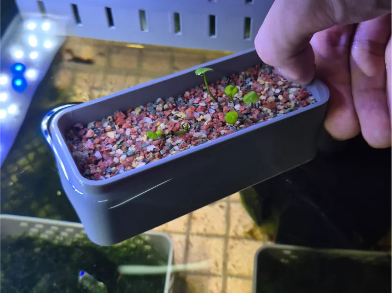 Planting Grass/Rock Container (12x5x5)(LxWxH)CM