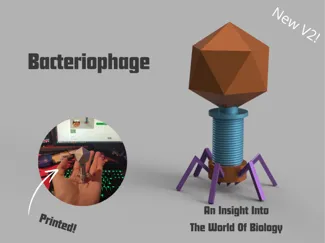 Small Bacteriophage Biology Model