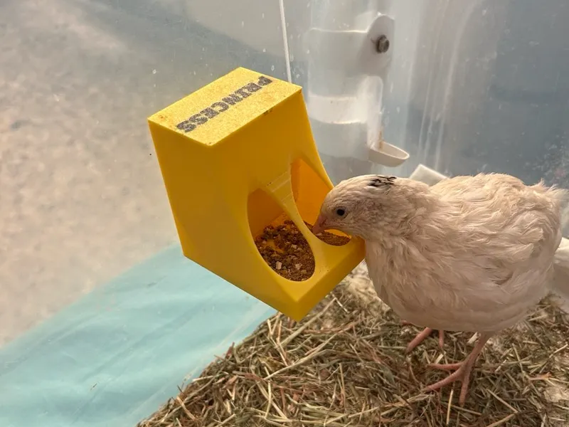 Compact Quail & Chick Feeder | Easy Refill