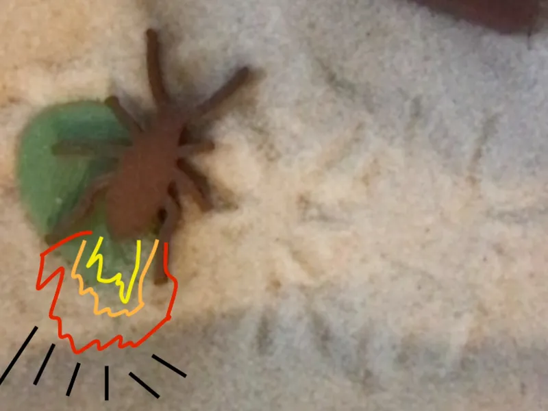 Bombardier Beetle