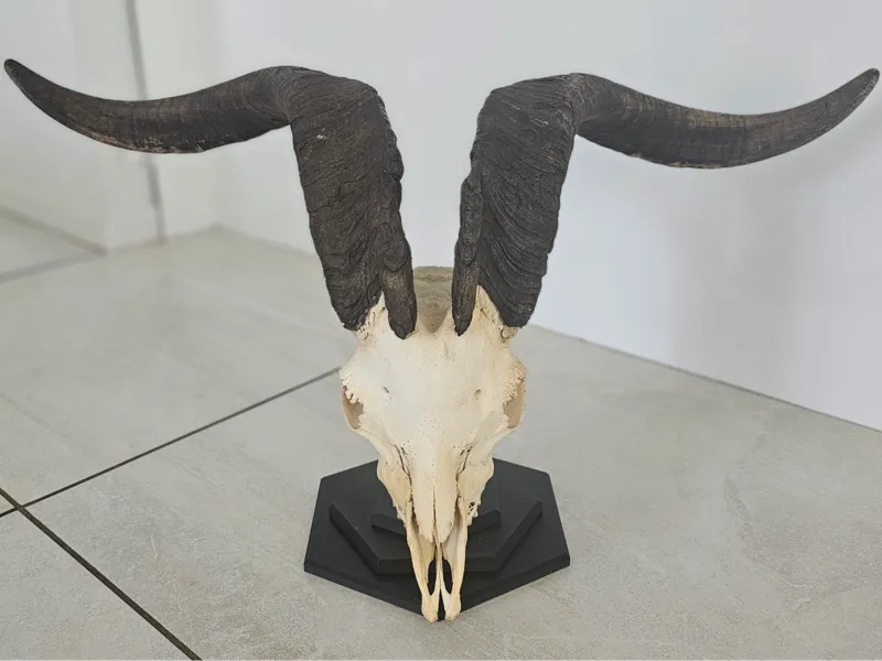 Goat skull stand