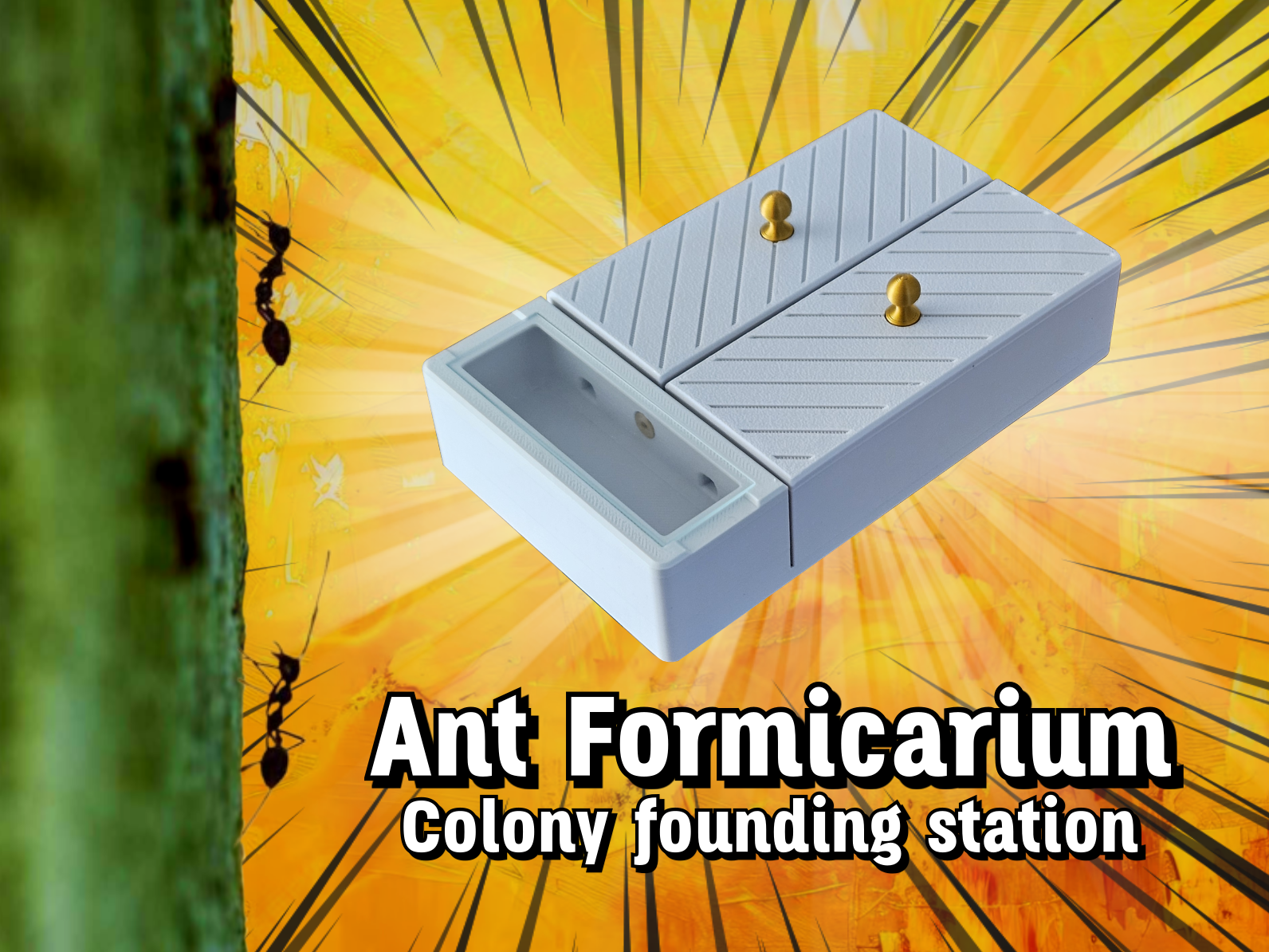 Ant Colony Founding Station