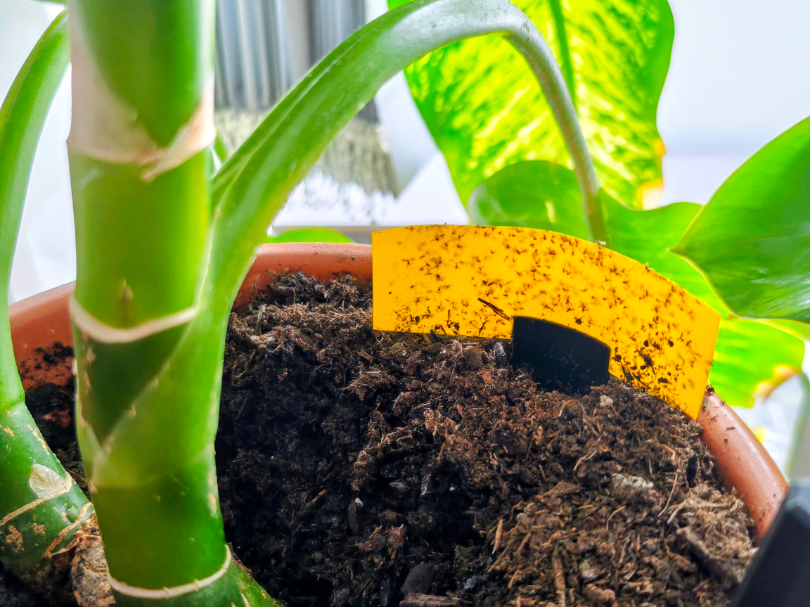yellow sticky fly trap panel holder