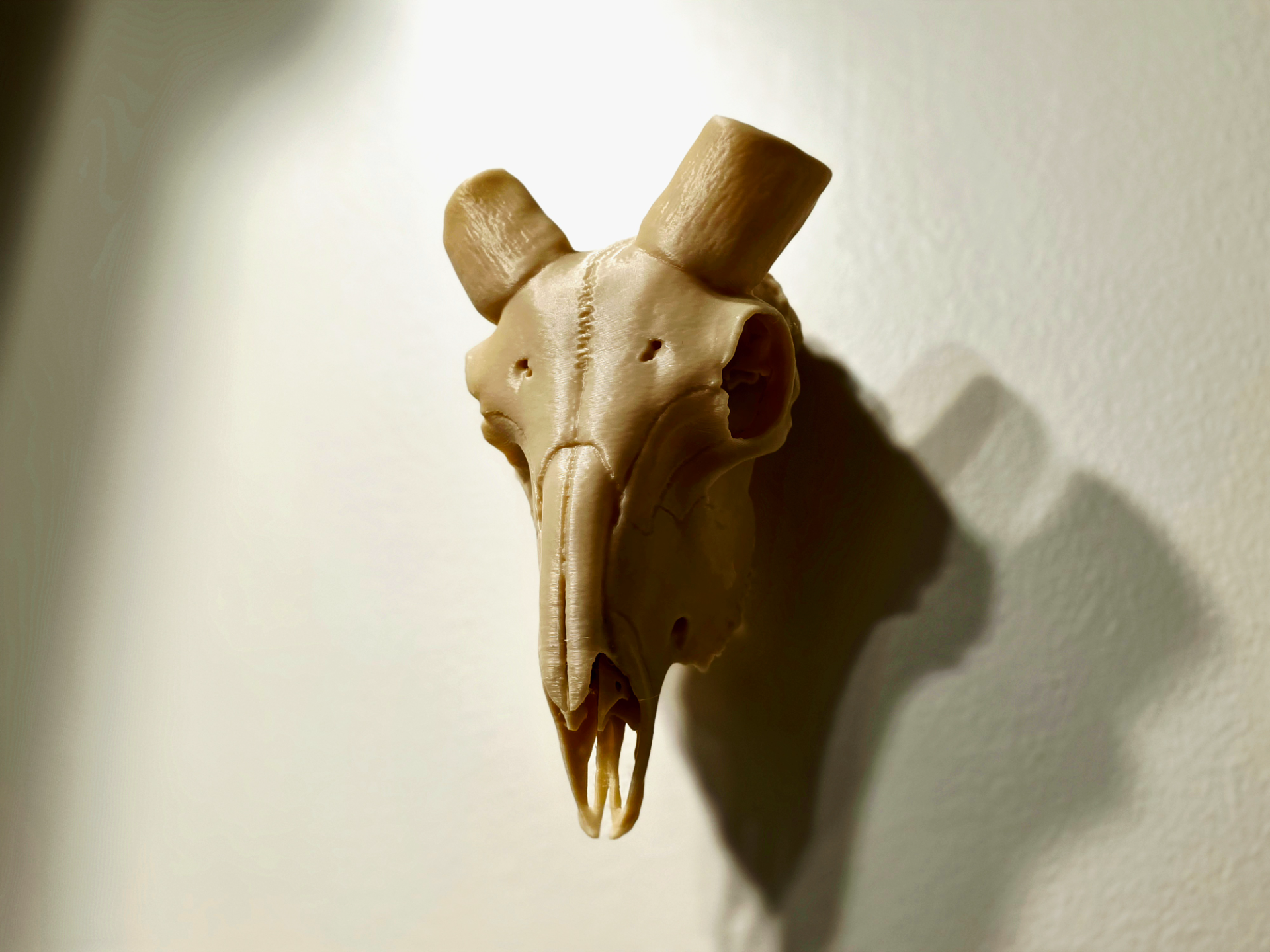 RAM Skull - Real Horn Mount - Taxidermy