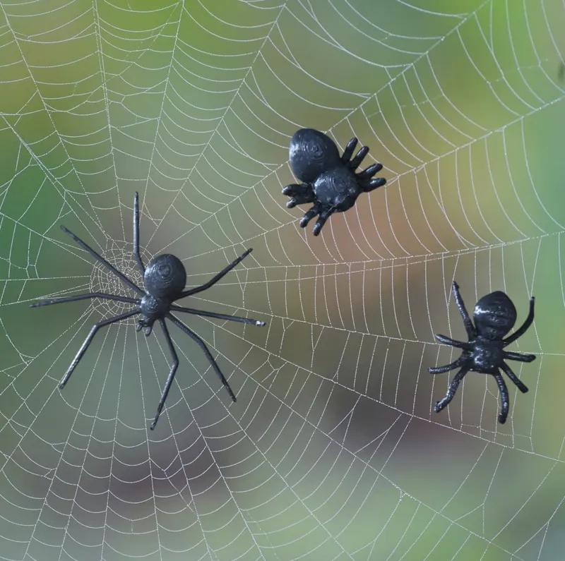 Spider tris