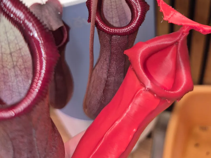 Nepenthes x Brigsiana Pitcher, Botanical Decor