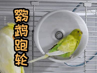 https://makerworld.bblmw.com/makerworld/model/US39814b36eba0db/design/2684fe1fd76bef39.gif