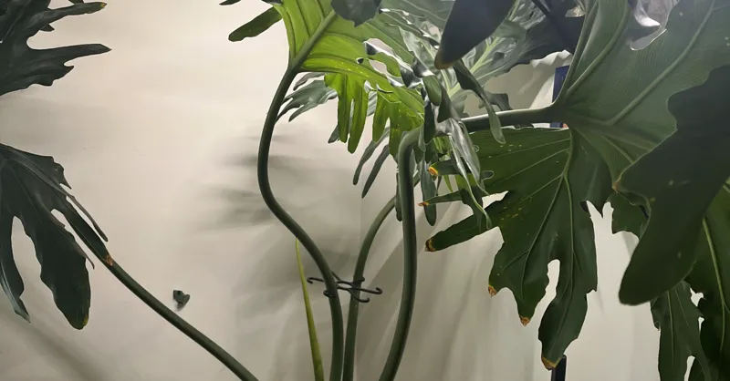 Plant Stem Support