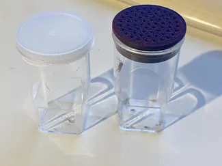 Spinnenzucht Deckel Filmdose