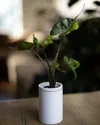 The Plant and The Pour settings for birch texture and leaks