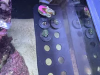 0.2mm layer, 6 walls, 100% infill