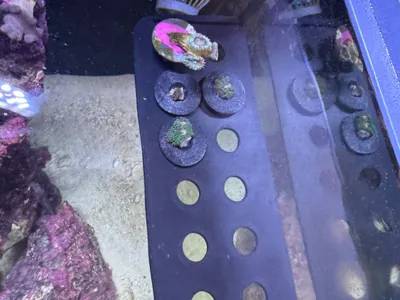 Frag rack with 30 plugs