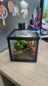 Terrarium cubique 12 x 12 x 12 cm — photo 3