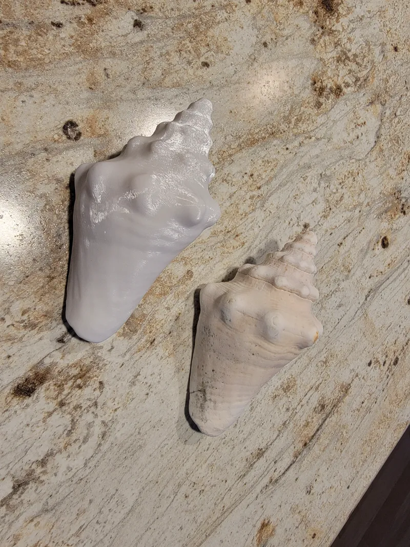 Sea Shell