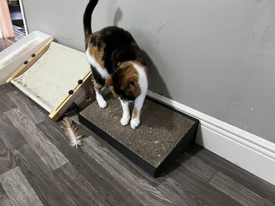 Low Cat Scratcher