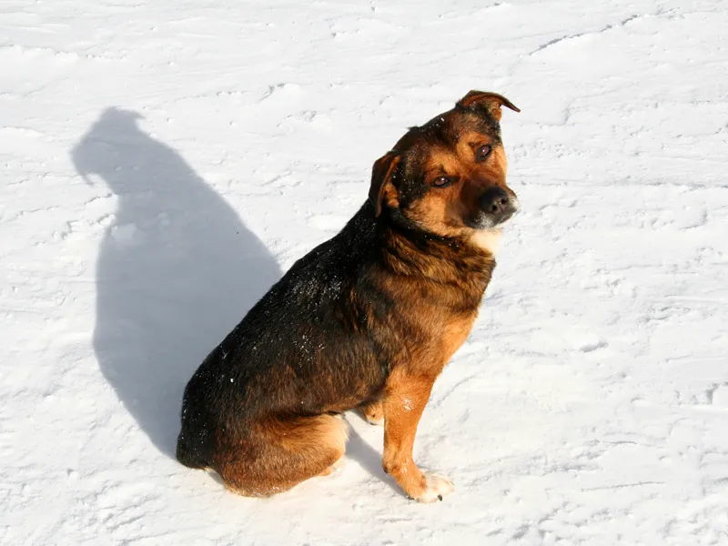 Red dog tag