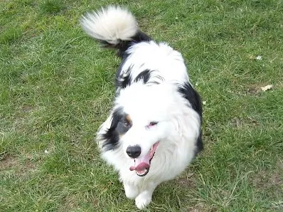 Border Collie