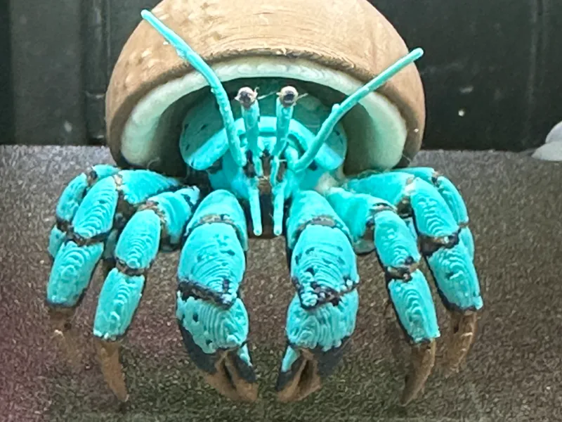 Tahitian Coconut Crab