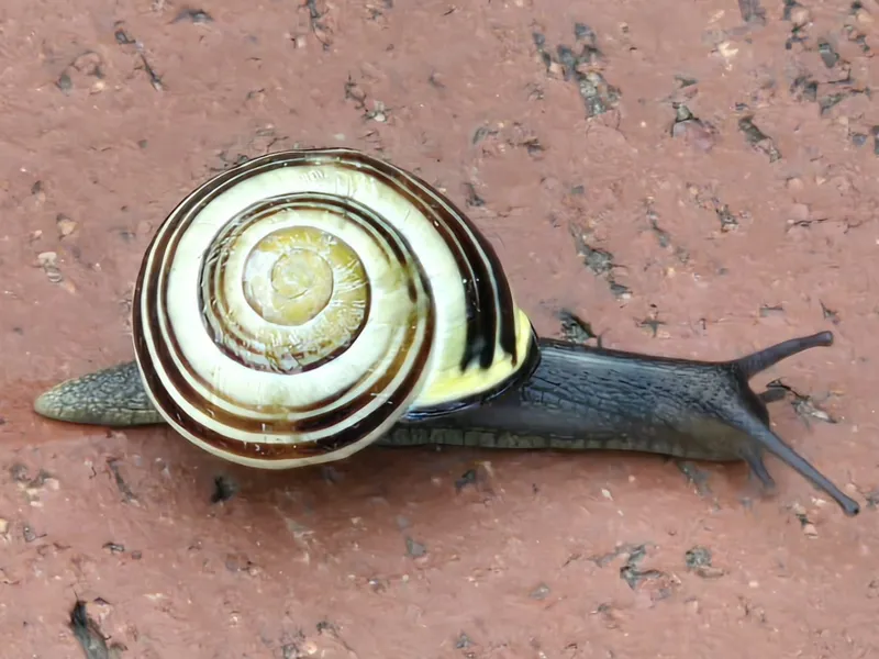 Schnecke^^